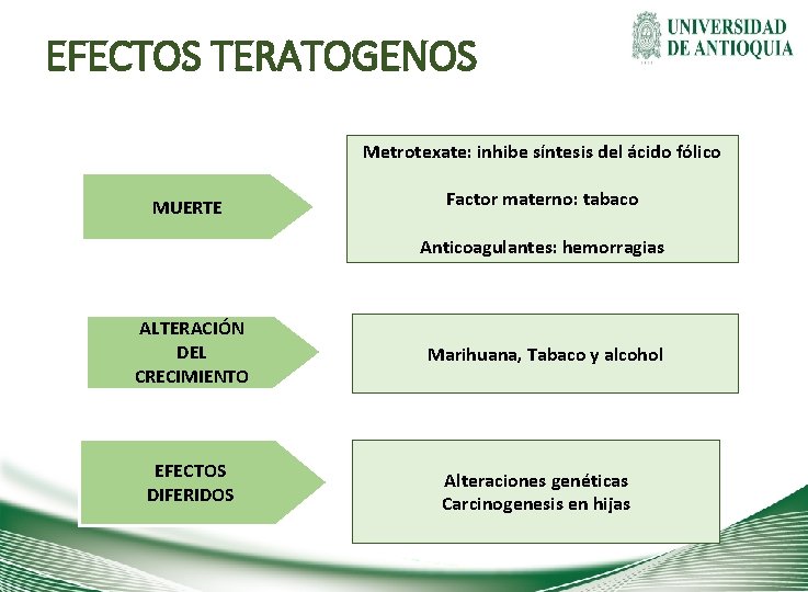 EFECTOS TERATOGENOS Metrotexate: inhibe síntesis del ácido fólico MUERTE Factor materno: tabaco Anticoagulantes: hemorragias