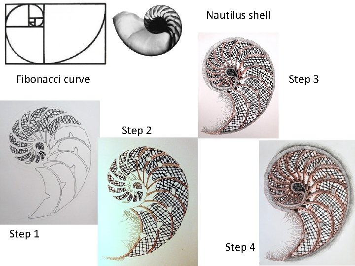 Nautilus shell Step 3 Fibonacci curve Step 2 Step 1 Step 4 Nautilus shell Step 3 Fibonacci curve Step 2 Step 1 Step 4