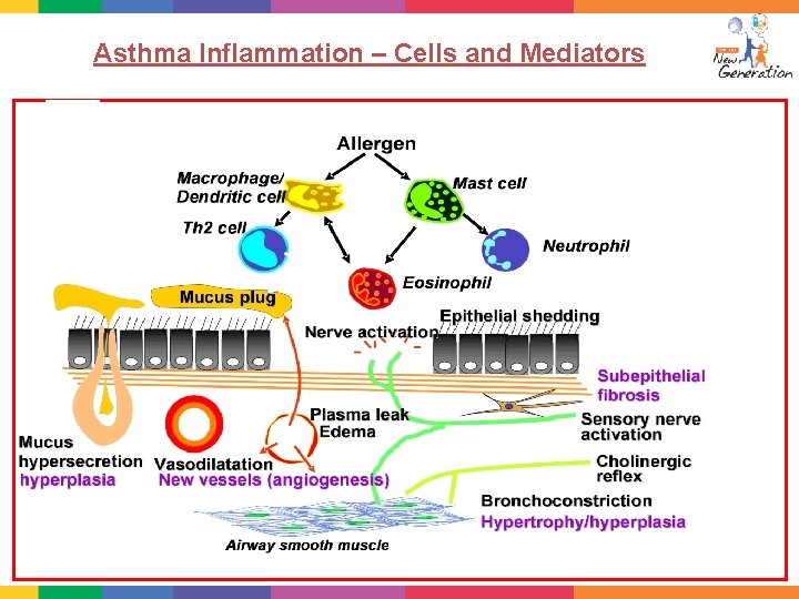 Asthma Inflammation – Cells and Mediators 