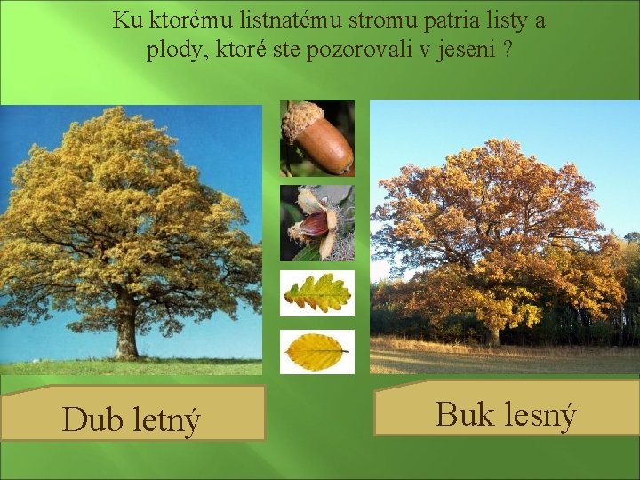 Ku ktorému listnatému stromu patria listy a plody, ktoré ste pozorovali v jeseni ?