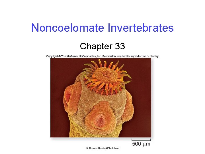 Noncoelomate Invertebrates Chapter 33 
