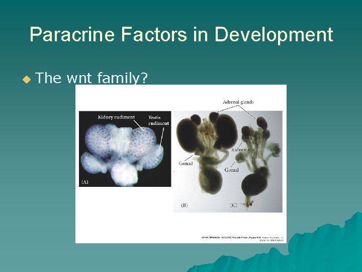 Paracrine Factors in Development u The wnt family? Paracrine Factors in Development u The wnt family?