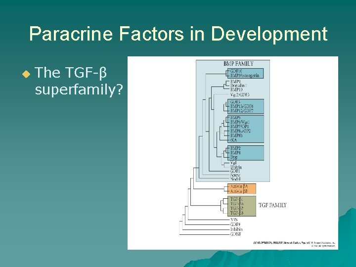 Paracrine Factors in Development u The TGF-β superfamily? Paracrine Factors in Development u The TGF-β superfamily?