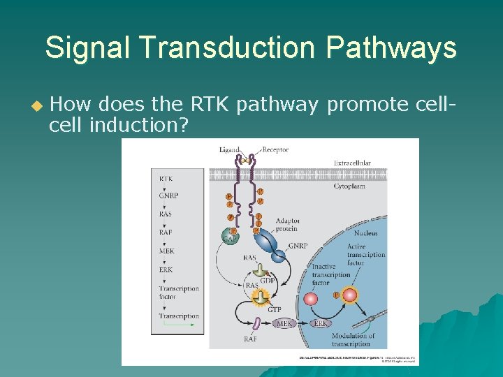 Signal Transduction Pathways u How does the RTK pathway promote cell induction? Signal Transduction Pathways u How does the RTK pathway promote cell induction?