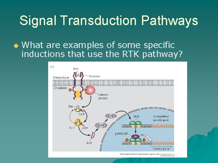 Signal Transduction Pathways u What are examples of some specific inductions that use the Signal Transduction Pathways u What are examples of some specific inductions that use the