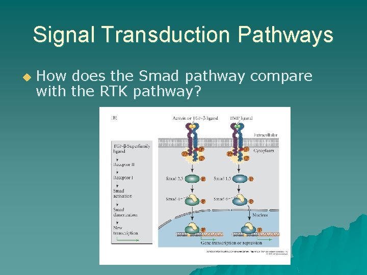 Signal Transduction Pathways u How does the Smad pathway compare with the RTK pathway? Signal Transduction Pathways u How does the Smad pathway compare with the RTK pathway?