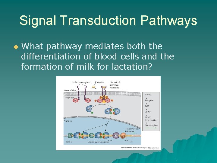 Signal Transduction Pathways u What pathway mediates both the differentiation of blood cells and Signal Transduction Pathways u What pathway mediates both the differentiation of blood cells and