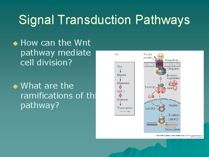 Signal Transduction Pathways u u How can the Wnt pathway mediate cell division? What Signal Transduction Pathways u u How can the Wnt pathway mediate cell division? What