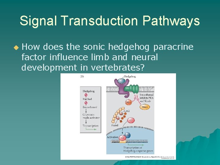 Signal Transduction Pathways u How does the sonic hedgehog paracrine factor influence limb and Signal Transduction Pathways u How does the sonic hedgehog paracrine factor influence limb and