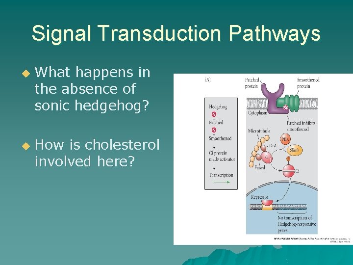 Signal Transduction Pathways u u What happens in the absence of sonic hedgehog? How Signal Transduction Pathways u u What happens in the absence of sonic hedgehog? How