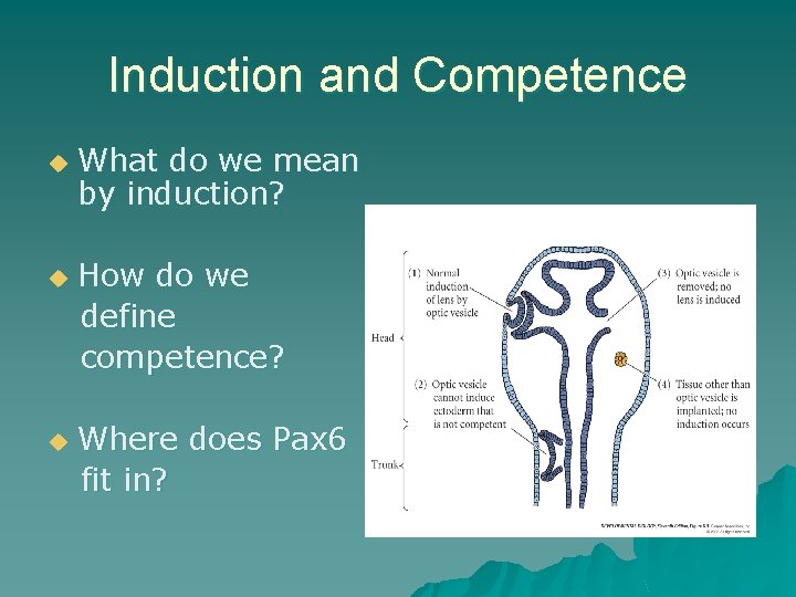 Induction and Competence u u u What do we mean by induction? How do Induction and Competence u u u What do we mean by induction? How do