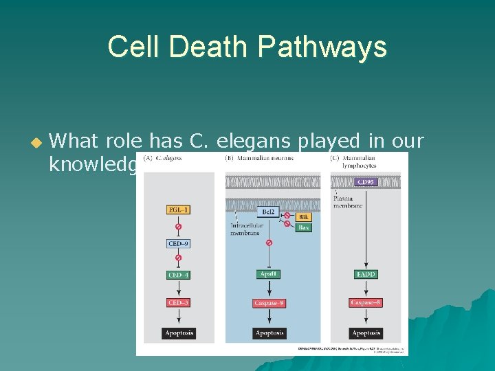 Cell Death Pathways u What role has C. elegans played in our knowledge of Cell Death Pathways u What role has C. elegans played in our knowledge of