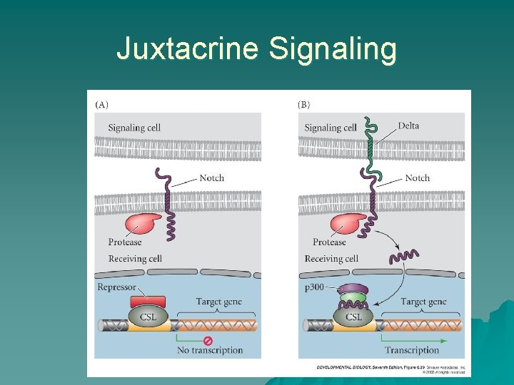 Juxtacrine Signaling Juxtacrine Signaling