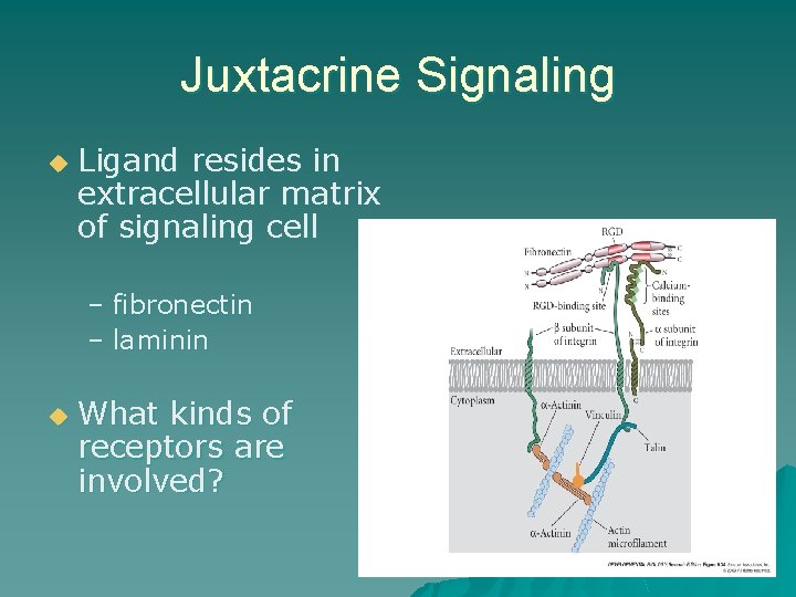 Juxtacrine Signaling u Ligand resides in extracellular matrix of signaling cell – fibronectin – Juxtacrine Signaling u Ligand resides in extracellular matrix of signaling cell – fibronectin –