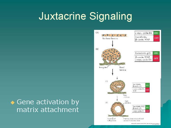Juxtacrine Signaling u Gene activation by matrix attachment Juxtacrine Signaling u Gene activation by matrix attachment