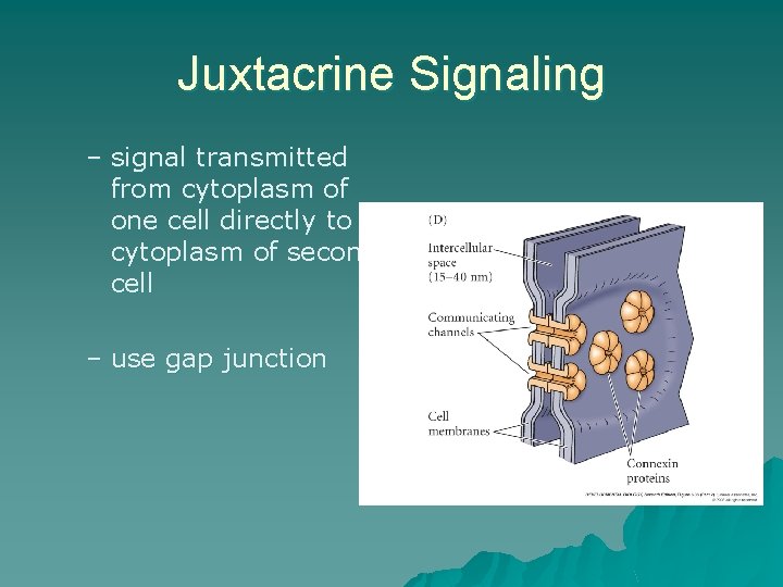 Juxtacrine Signaling – signal transmitted from cytoplasm of one cell directly to cytoplasm of Juxtacrine Signaling – signal transmitted from cytoplasm of one cell directly to cytoplasm of