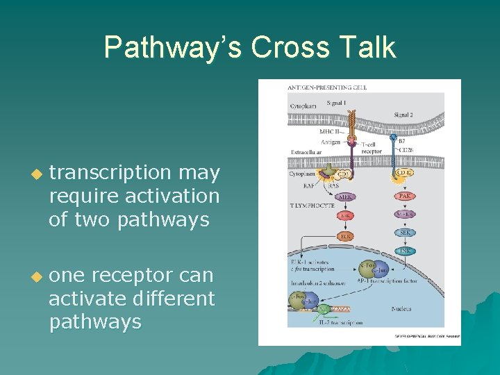 Pathway’s Cross Talk u u transcription may require activation of two pathways one receptor Pathway’s Cross Talk u u transcription may require activation of two pathways one receptor