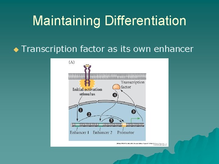 Maintaining Differentiation u Transcription factor as its own enhancer Maintaining Differentiation u Transcription factor as its own enhancer