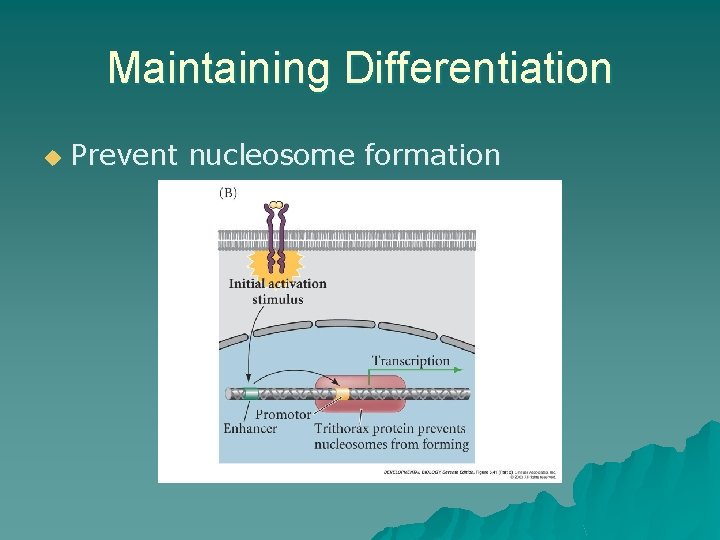Maintaining Differentiation u Prevent nucleosome formation Maintaining Differentiation u Prevent nucleosome formation