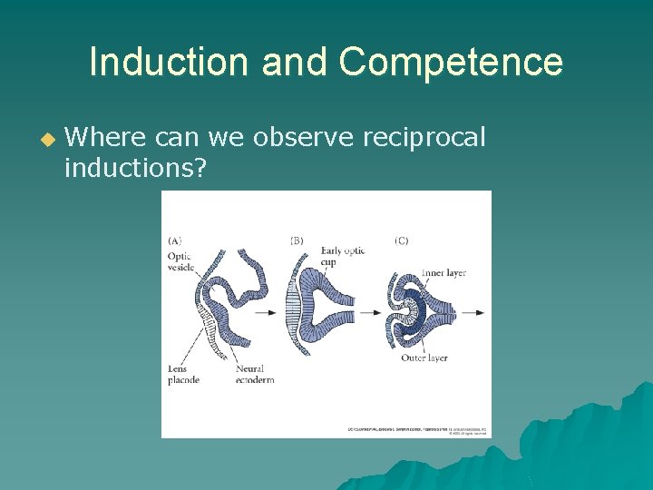 Induction and Competence u Where can we observe reciprocal inductions? Induction and Competence u Where can we observe reciprocal inductions?