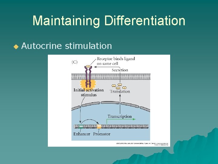 Maintaining Differentiation u Autocrine stimulation Maintaining Differentiation u Autocrine stimulation