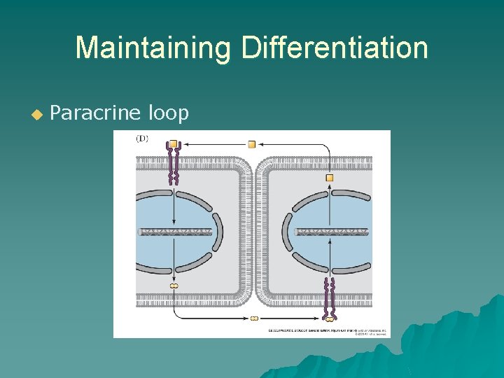 Maintaining Differentiation u Paracrine loop Maintaining Differentiation u Paracrine loop