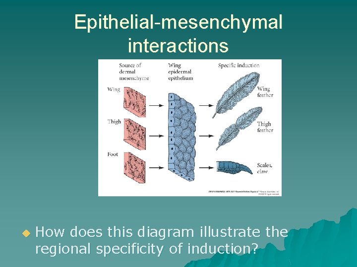 Epithelial-mesenchymal interactions u How does this diagram illustrate the regional specificity of induction? Epithelial-mesenchymal interactions u How does this diagram illustrate the regional specificity of induction?