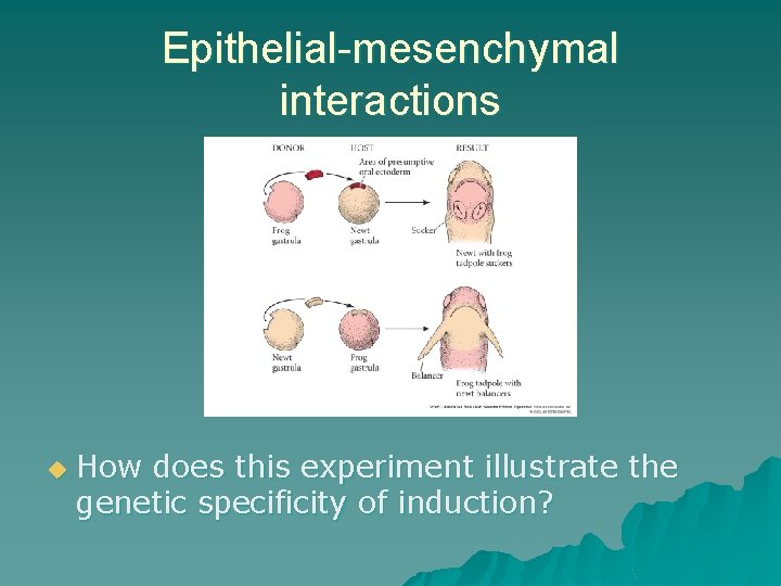 Epithelial-mesenchymal interactions u How does this experiment illustrate the genetic specificity of induction? Epithelial-mesenchymal interactions u How does this experiment illustrate the genetic specificity of induction?