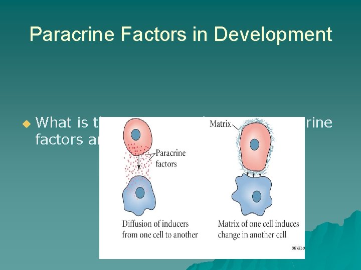 Paracrine Factors in Development u What is the connection between paracrine factors and induction? Paracrine Factors in Development u What is the connection between paracrine factors and induction?