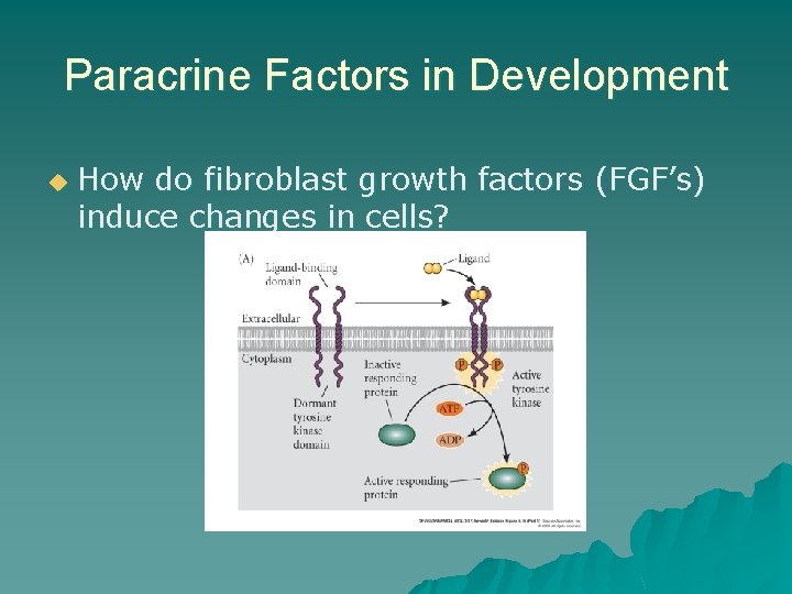 Paracrine Factors in Development u How do fibroblast growth factors (FGF’s) induce changes in Paracrine Factors in Development u How do fibroblast growth factors (FGF’s) induce changes in