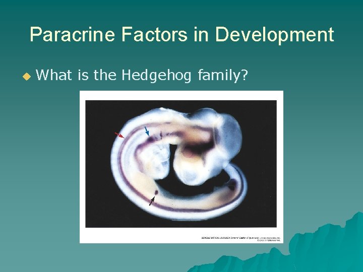 Paracrine Factors in Development u What is the Hedgehog family? Paracrine Factors in Development u What is the Hedgehog family?