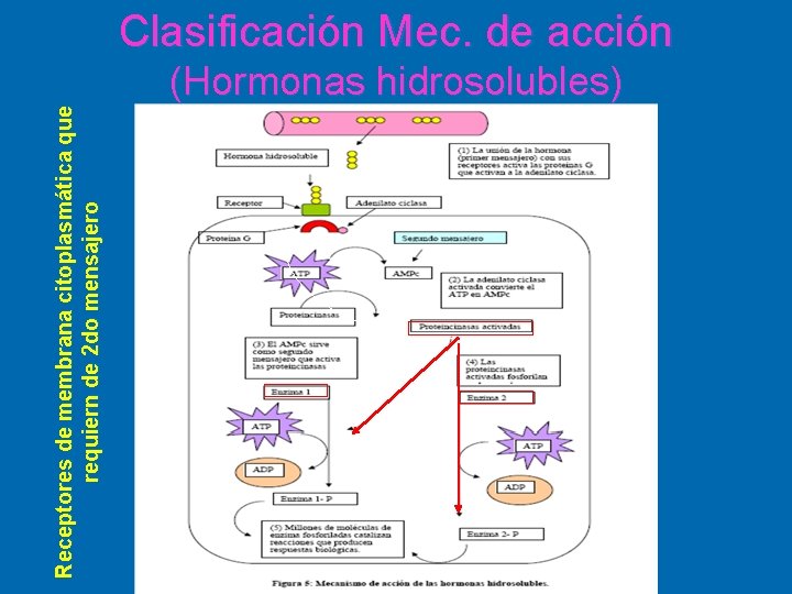 Receptores de membrana citoplasmática que requiern de 2 do mensajero Clasificación Mec. de acción