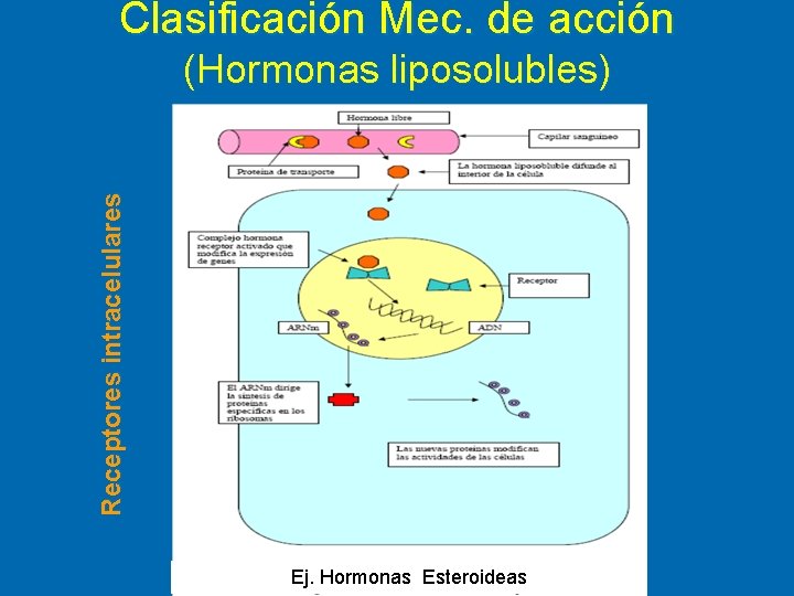 Clasificación Mec. de acción Receptores intracelulares (Hormonas liposolubles) Ej. Hormonas Esteroideas 