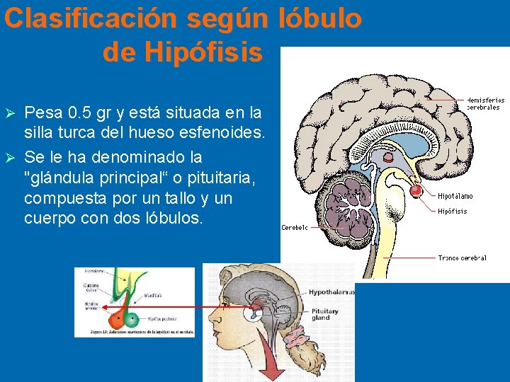 Clasificación según lóbulo de Hipófisis Pesa 0. 5 gr y está situada en la