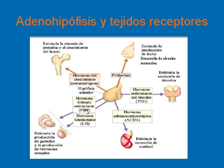 Adenohipófisis y tejidos receptores Desarrollo de alveolos mamarios. 