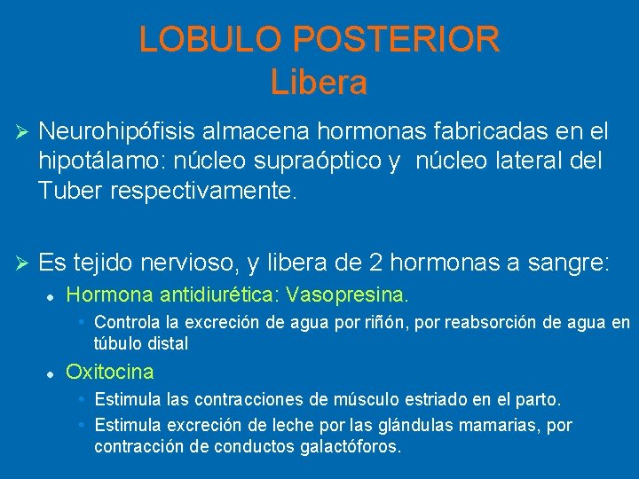 LOBULO POSTERIOR Libera Ø Neurohipófisis almacena hormonas fabricadas en el hipotálamo: núcleo supraóptico y