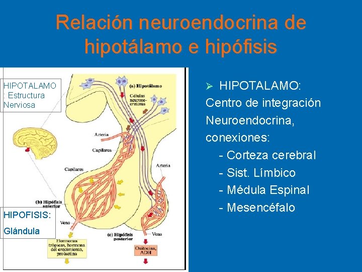 Relación neuroendocrina de hipotálamo e hipófisis HIPOTALAMO : Estructura Nerviosa HIPOFISIS: Glándula HIPOTALAMO: Centro
