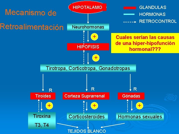 Mecanismo de Retroalimentación HIPOTALAMO GLANDULAS HORMONAS RETROCONTROL Neurohormonas + HIPOFISIS Cuales serían las causas