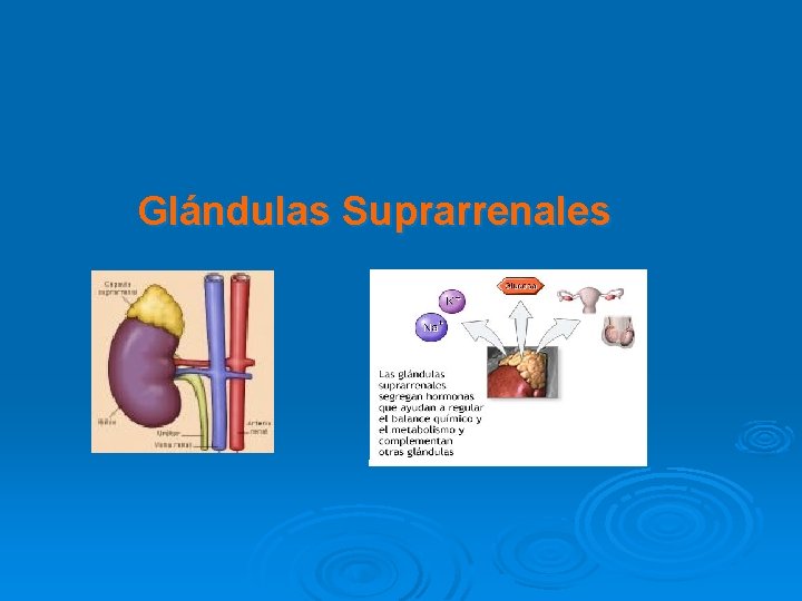 Glándulas Suprarrenales 