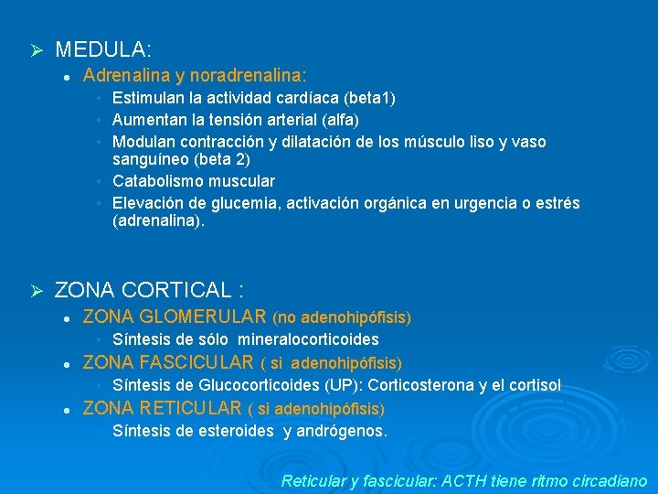 Ø MEDULA: l Adrenalina y noradrenalina: • Estimulan la actividad cardíaca (beta 1) •