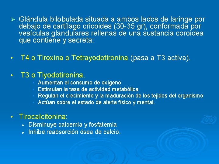 Ø Glándula bilobulada situada a ambos lados de laringe por debajo de cartílago cricoides