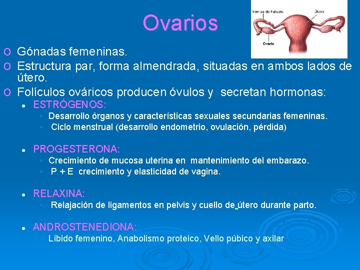 Ovarios o Gónadas femeninas. o Estructura par, forma almendrada, situadas en ambos lados de