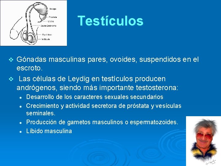 Testículos Gónadas masculinas pares, ovoides, suspendidos en el escroto. v Las células de Leydig