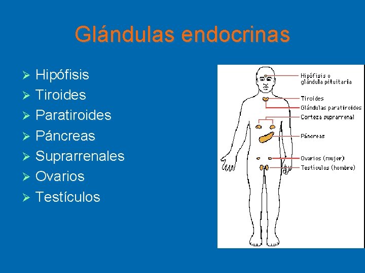 Glándulas endocrinas Hipófisis Ø Tiroides Ø Paratiroides Ø Páncreas Ø Suprarrenales Ø Ovarios Ø