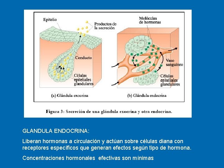 GLANDULA ENDOCRINA: Liberan hormonas a circulación y actúan sobre células diana con receptores específicos