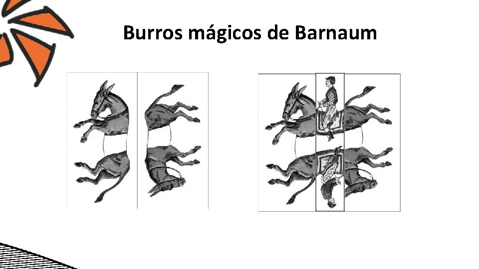 Burros mágicos de Barnaum 