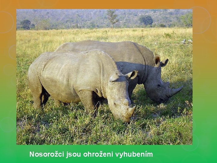 Nosorožci jsou ohroženi vyhubením 