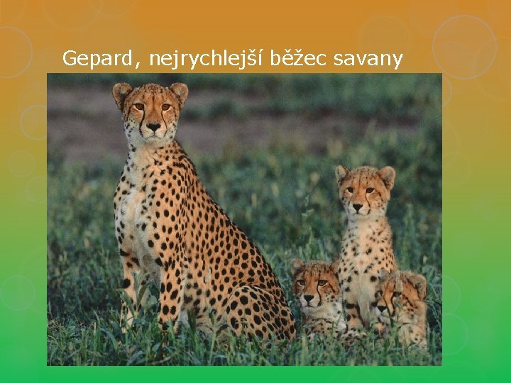 Gepard, nejrychlejší běžec savany 