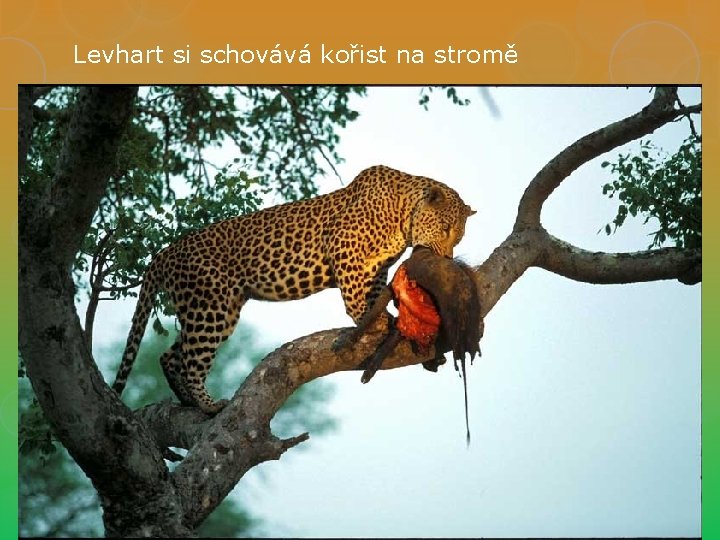 Levhart si schovává kořist na stromě 