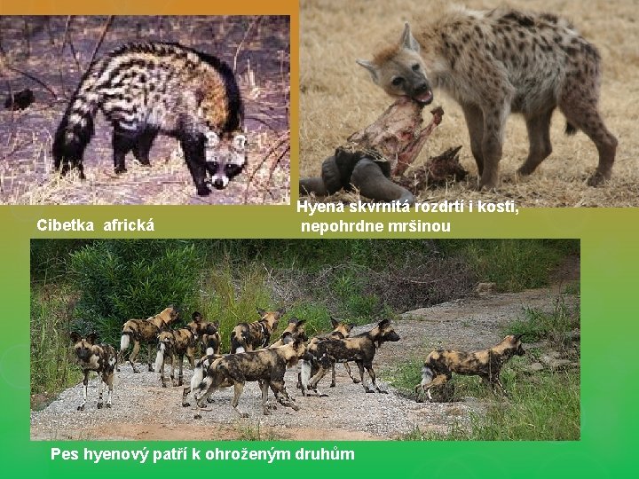 Cibetka africká Hyena skvrnitá rozdrtí i kosti, nepohrdne mršinou Pes hyenový patří k ohroženým